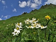 50 Bianchi  Anemonastrum narcissiflorum (Anemone narcissino) sul verde dei pratoni sui fianchi del Corno Branchino